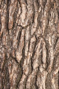 abstract pattern of rough brown bark on old pine tree