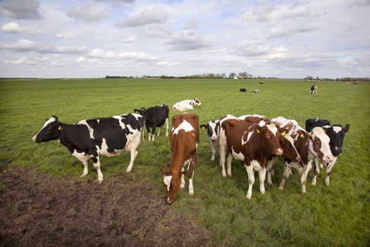 red and black cows in green grassy dutch meadow