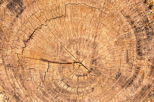 Close up of the rings of a  cut tree. Wooden background.