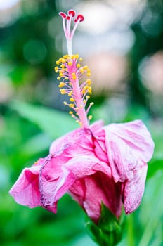 Withered pink hibiscus flowers on tree