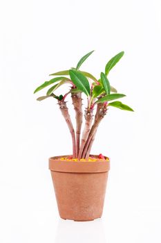 Cactus in potted isolated on white background