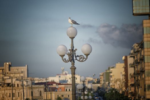 Seagull (Larinae Rafinesque) standing  on street lamp in Gallipoli (Le) in the Southern Italy
