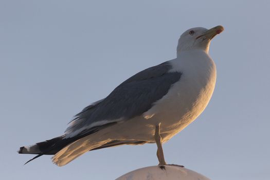 Seagull (Larinae Rafinesque) standing  on street lamp sphere in Gallipoli (Le) in the Southern Italy