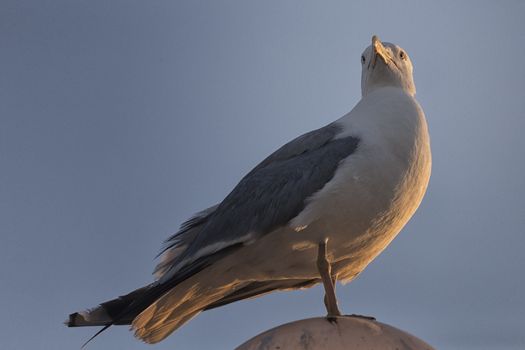 Seagull (Larinae Rafinesque) standing  on street lamp sphere in Gallipoli (Le) in the Southern Italy