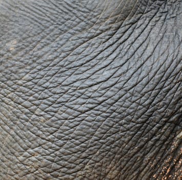 background textured of an asia elephant skin