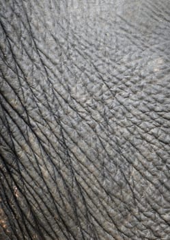 background textured of an asia elephant skin