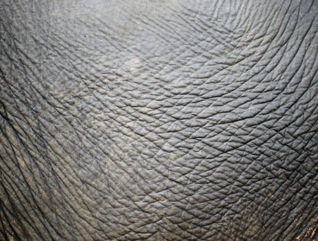 background textured of an asia elephant skin