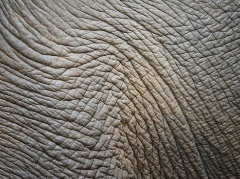 background textured of an asia elephant skin