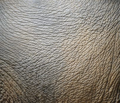 background textured of an asia elephant skin