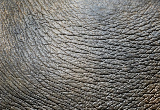 background textured of an asia elephant skin