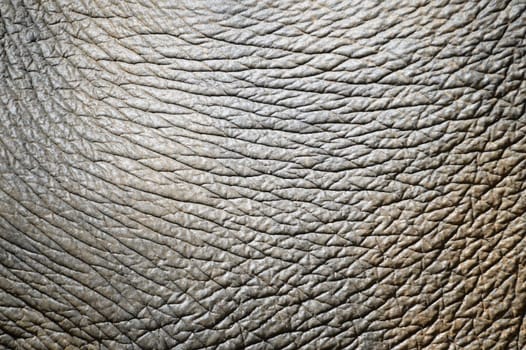 background textured of an asia elephant skin