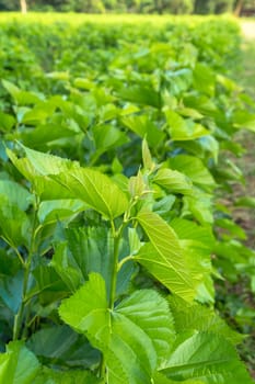 Mulberry leaf tree at field, for feed silkworm