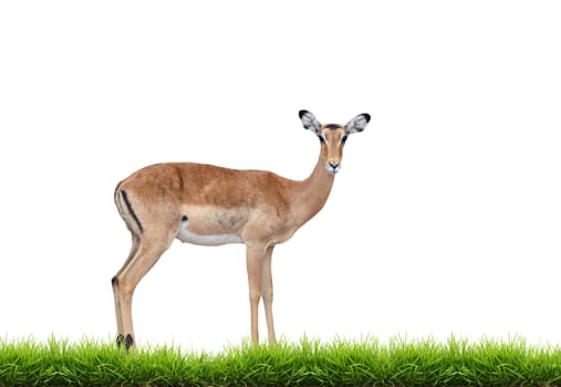 female impala with green grass isolated on white background