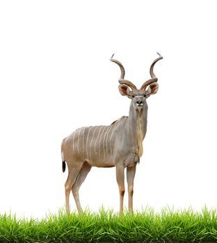 male greater kudu with green grass isolated on white background