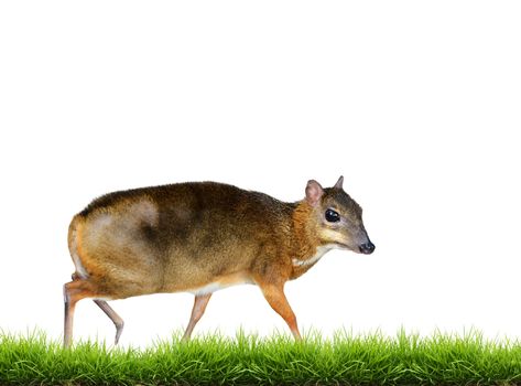 lesser mouse deer isolated on white background
