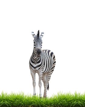 zebra with green grass isolated on white background