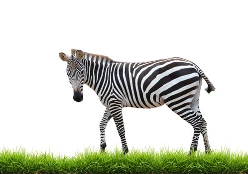 zebra with green grass isolated on white background