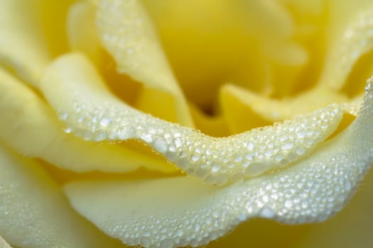 close-up of yellow rose with water drops  shallow DOF