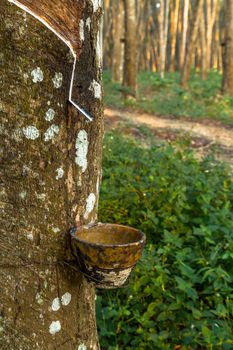 Tracks tapping rubber trees in southern Thailand.