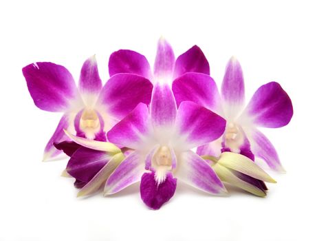 beautiful blooming orchid isolated on white background