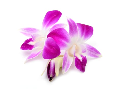 beautiful blooming orchid isolated on white background