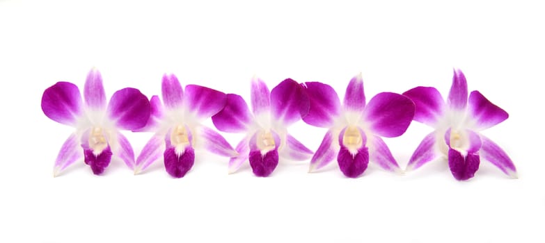 beautiful blooming orchid isolated on white background