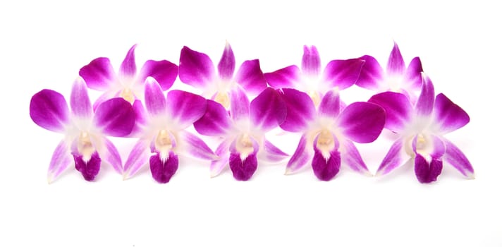 beautiful blooming orchid isolated on white background