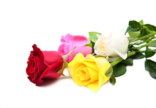 group of colorful rose on white background