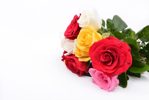 group of colorful rose on white background