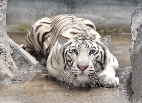 white bengal tiger in captive environment