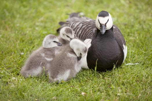 three young geese and mother sitting in the grass