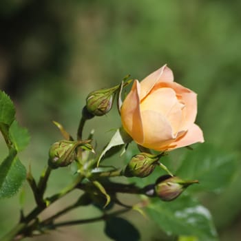 Photo of the Rose Flower in Spring Time 