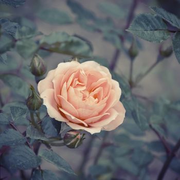 Photo of the Rose Flower in Spring Time