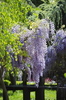 Spring Wistaria Flower Blossom in Nature