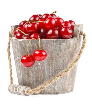 Fresh cherries with water drops in a wood bucket