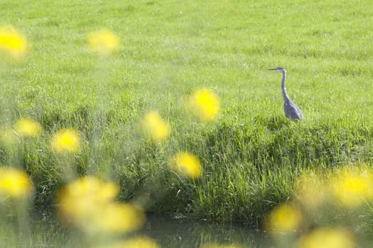 blauwe reiger in weiland bij gele bloemen en sloot