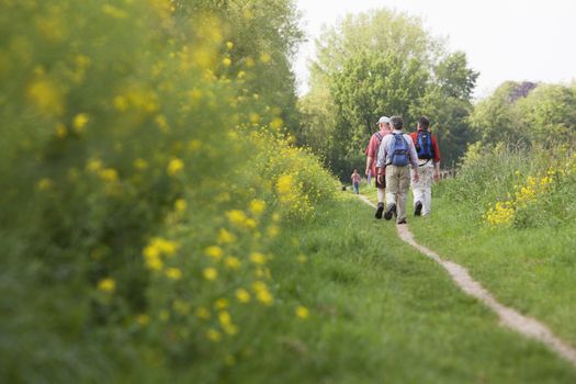 wandelaars met rugzak en wandelschoenen lopen langs bloeiend koolzaad