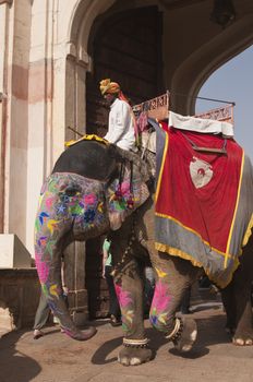 Decorated elephant transporting tourists to Amber Fort near Jaipur, Rajasthan, India