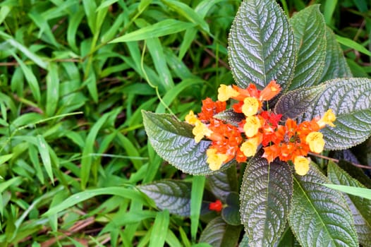 Chrysothemis pulchella decne or sunset bell is orange and yellow flower on right.