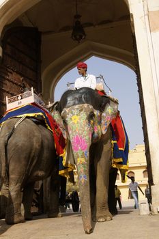 Decorated elephant transporting tourists to Amber Fort near Jaipur, Rajasthan, India.