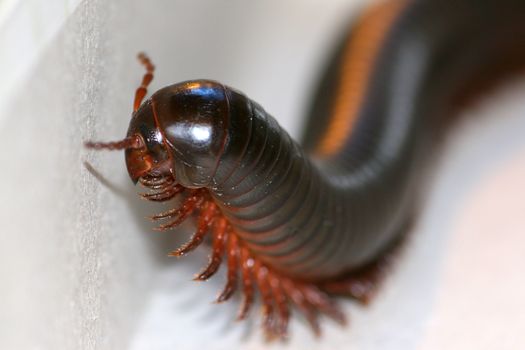 The myriapod living in house conditions