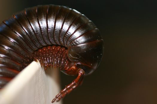 The myriapod living in house conditions