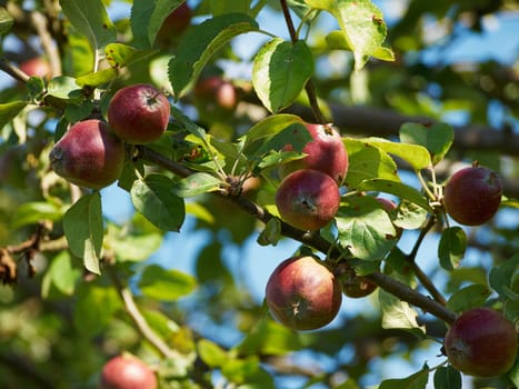 Bunch of rippen apples on a branch of a tree