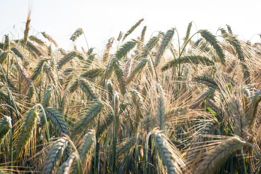 wheat field on a summer day morning