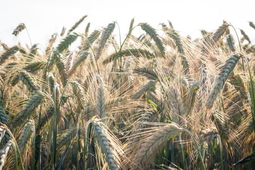 wheat field on a summer day morning