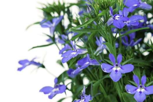 A sprig of blue lobelia, on a white background.