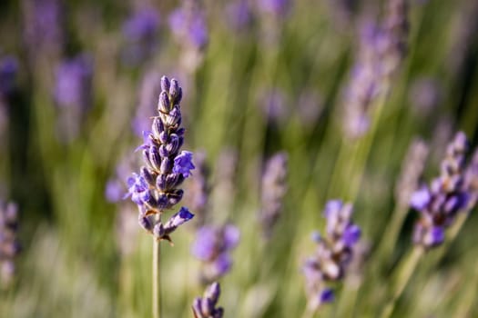purple lavender field with one flower in focus