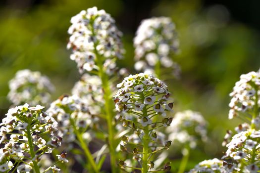 Sweet Alyssum (Lobularia maritima), is a species of low-growing flowering plant in the family Brassicaceae.