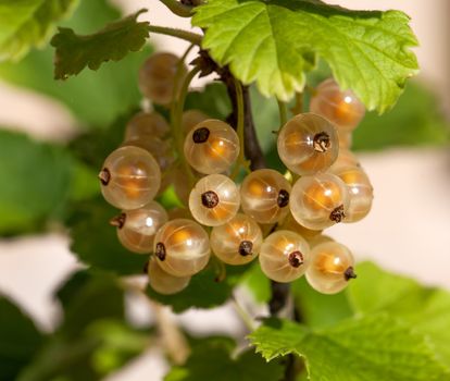 Ripe white currants in the garden.