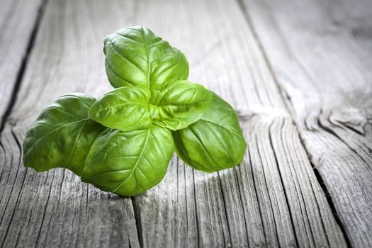 Basil leaves on a wooden table